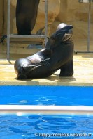 /album/animaux/photo-063-jpg/